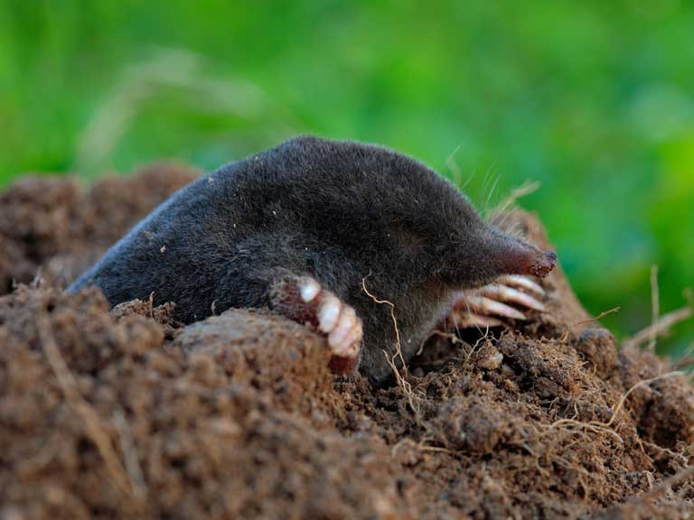 mole emerging from a hole