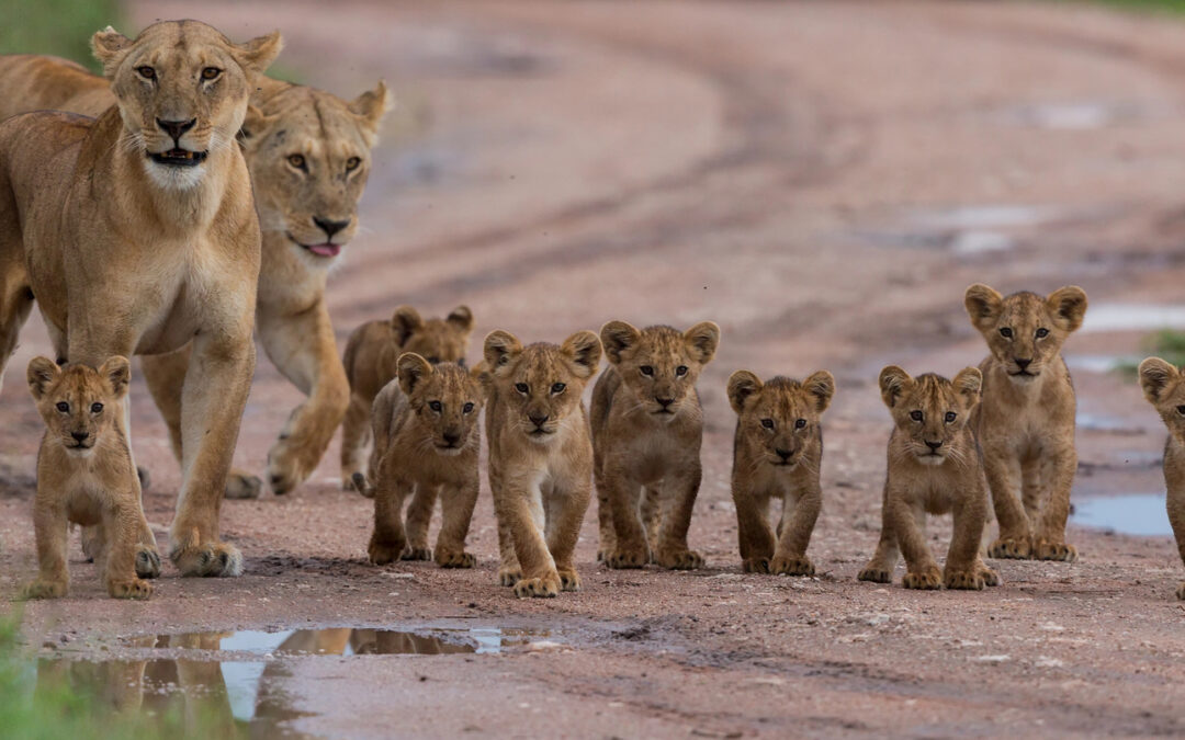 lions and cubs walking along a road in the African desert