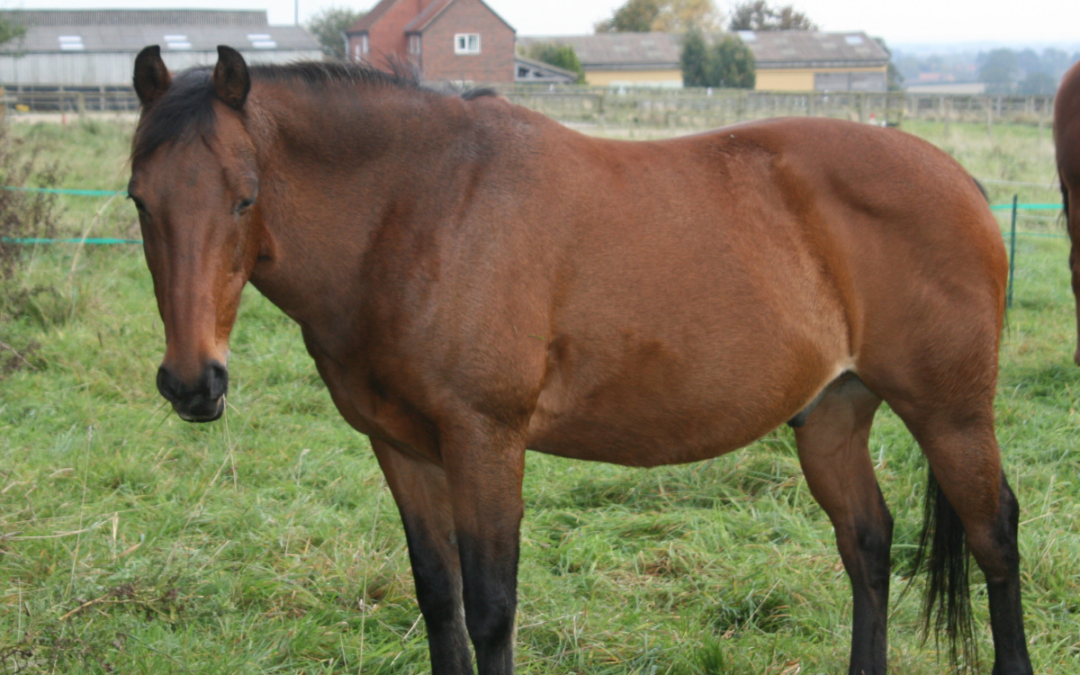 Horse - Coach Toby - standing in a field